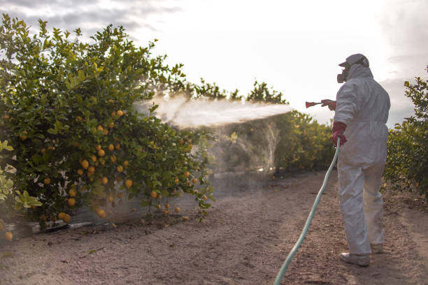 Best Rat Extermination Near Me  in Coleman, TX