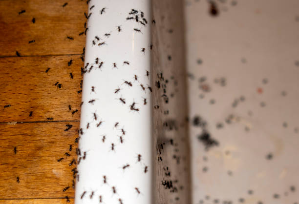 Best Ant Control Services  in Coleman, TX
