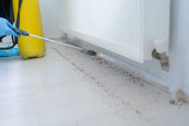Best Affordable Exterminators  in Coleman, TX